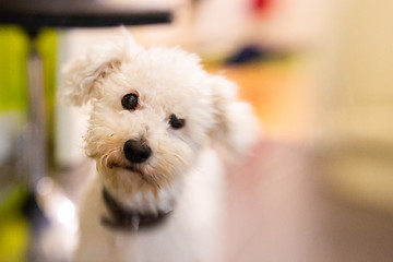 Image showing Close up of expressive white bichon frise 