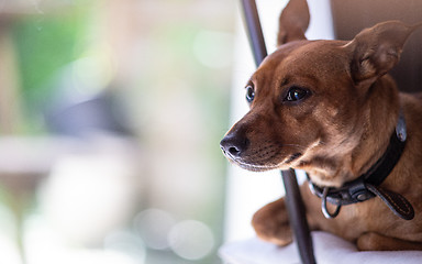 Image showing Miniature pinscher dog