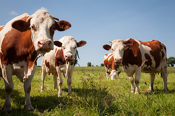 Image showing Red cows in the pasture 