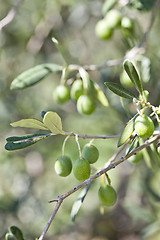 Image showing Olives on olive tree in autumn.