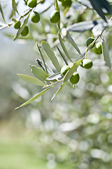 Image showing Olives on olive tree in autumn. 