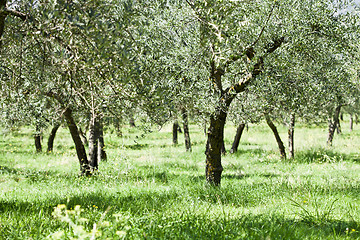 Image showing Olive trees plantation.