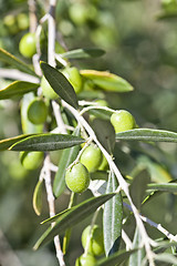 Image showing Olives on olive tree in autumn.