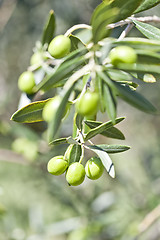 Image showing Olives on olive tree in autumn.