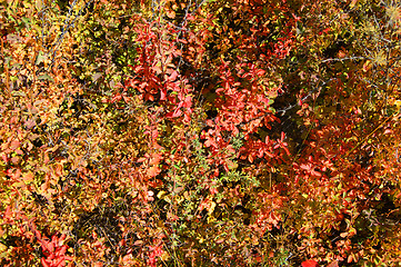 Image showing Red foliage of the shrubbery barberry by autumn