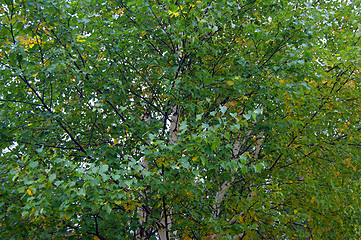 Image showing Background from branches and sheet tree birch