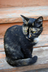 Image showing Beautiful cat sits on board beside building