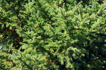 Image showing Green background tree fir tree from branches