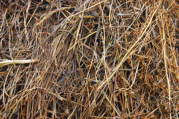 Image showing Dry herb stored up on winter background