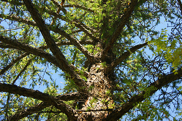 Image showing Conifer larch type from below year daytime