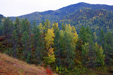 Image showing Bright and colorful landscape of the mountains and wood autumn daytime