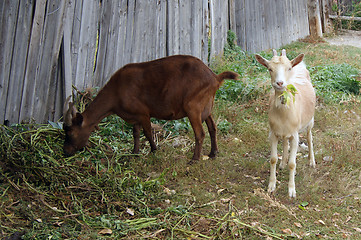 Image showing Two animals nanny goat eat herb on street