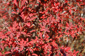 Image showing Shrubbery barberry background from sheet at September