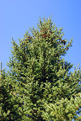 Image showing Evergreen tree spruce with fruit type sideways