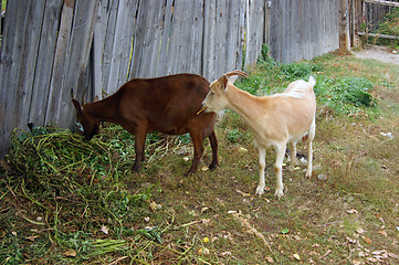 Image showing Pets nanny goats to fall in rural terrain