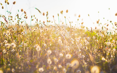 Image showing Bunny tails grass against the light, vintage style