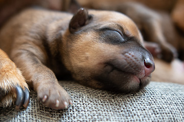 Image showing Newborn brown puppy with happy face