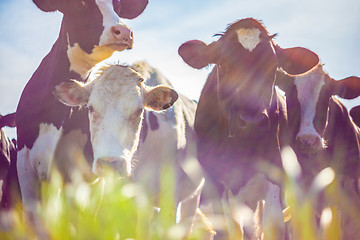 Image showing Cows taken against the light, vintage style