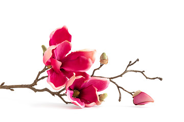 Image showing some red magnolia flowers