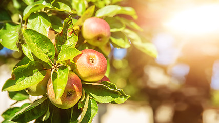 Image showing some apples on a tree in sunny light