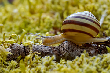 Image showing Snail slowly creeping along super macro close-up