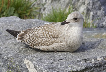 Image showing Seagull