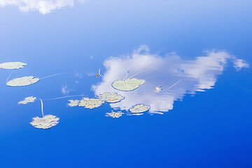 Image showing Reflection of the Blue Sky on the Water Surface of the Pond