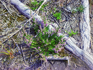 Image showing Wild Heather Bushes In the Natural Environment Close-up