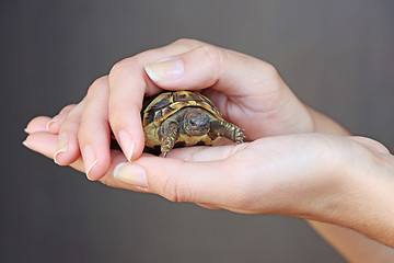 Image showing Young girl is holding a turtle