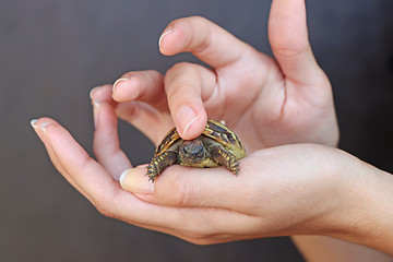 Image showing Young girl is holding a turtle