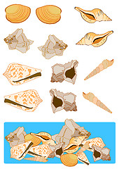 Image showing Assorted Shells