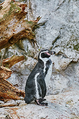 Image showing Magellanic Penguin (Spheniscus Magellanicus)