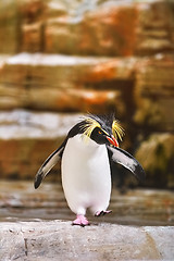 Image showing Southern Rockhopper Penguin