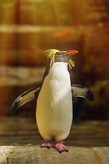 Image showing Southern Rockhopper Penguin