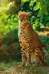 Image showing Cheetah (Acinonyx Jubatus) 