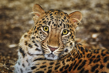 Image showing Leopard (Panthera Pardus)