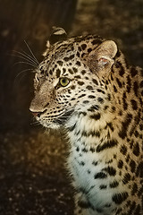 Image showing Leopard (Panthera Pardus)