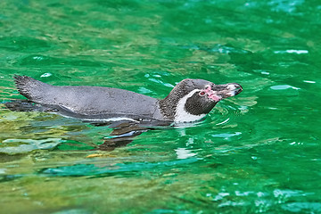 Image showing Magellanic Penguin (Spheniscus Magellanicus)