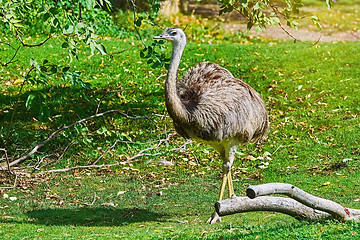 Image showing Greater Rhea (Rhea Americana)