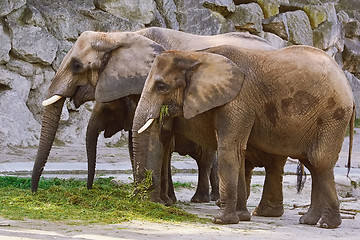 Image showing Elephants Eating Grass