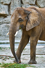 Image showing Elephants Eating Grass