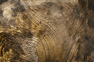 Image showing Background of Elephant Skin