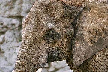 Image showing Portrait of Elephant