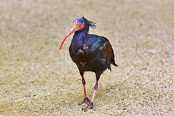 Image showing Northern Bald Ibis