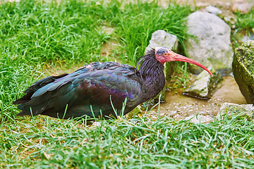 Image showing Northern Bald Ibis