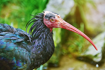 Image showing Northern Bald Ibis