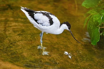 Image showing Pied Avocet (Recurvirostra Avosetta)