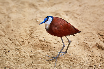 Image showing African Jacana (Actophilornis Africanus)