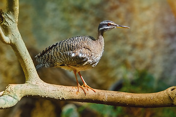 Image showing Sunbittern (Eurypyga Helias)