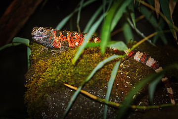 Image showing Chinese Crocodile Lizard (Shinisaurus Crocodilurus)